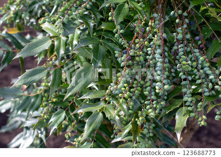 Mahonia aquifolium, berberis aquifolium, Oregon grape or holly-leaved barberry branches with green berries. 123688773