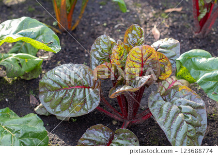Chard or Swiss chard green leafy vegetable in the kitchen garden. 123688774