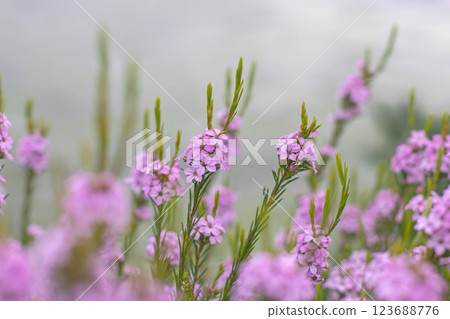 Coleonema pulchellum,confetti bush, buchu, diosma or breath of heaven ornamental flowering plant with pink flowers Coleonema pulchellum,confetti bush, buchu, diosma or breath of heaven ornamental flowering plant with pink flowers 123688776