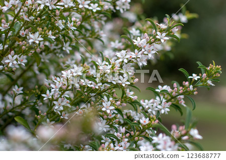 Philotheca myoporoides or long-leaf wax flower flowering plant branches Philotheca myoporoides or long-leaf wax flower flowering plant branches 123688777