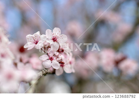 Prunus cerasifera,cherry plum or myrobalan plum pink blossom close-up on the blurred spring garden background 123688792