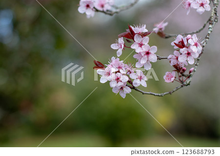 Prunus cerasifera,cherry plum or myrobalan plum curved branch with delicate pink flowers on the green blurred spring garden background. 123688793