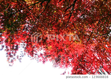 鮮紅的秋葉 鮮紅的秋葉 123688816