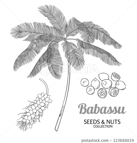Babassu Palm with Nuts Outline Illustration. 123688819