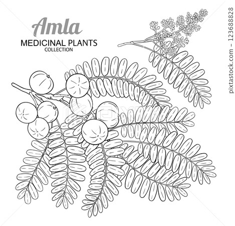 Amla Branch with Fruits Outline Illustration 123688828