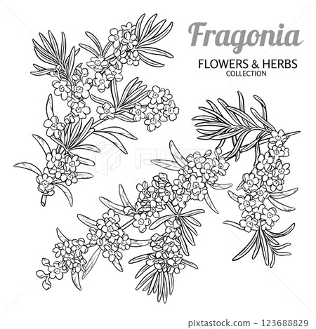Fragonia Branch with Flowers Outline Illustration 123688829