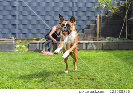 3 years old purebred golden german boxer dog puppy jumping playing with a ball 3 years old purebred golden german boxer dog puppy jumping playing with a ball 123688856