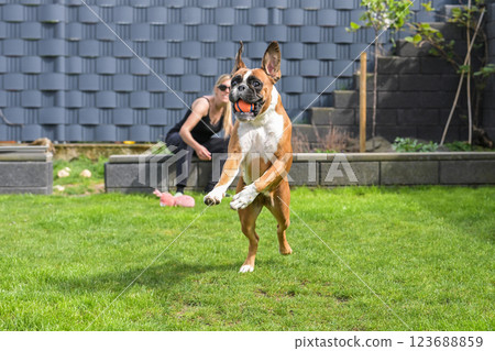 3 years old purebred golden german boxer dog puppy jumping playing with a ball 123688859