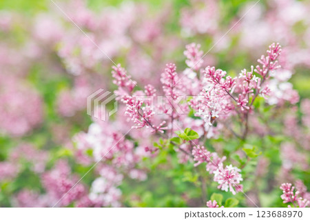 Close-up detail of Pink Daphne lilac Syringa Microphylla Jose flowers background. Beautiful soft pink floral backdrop blossoming springtime or summer on sunny warm day in park garden Close-up detail of Pink Daphne lilac Syringa Microphylla Jose flowers background. Beautiful soft pink floral backdrop blossoming springtime or summer on sunny warm day in park garden 123688970