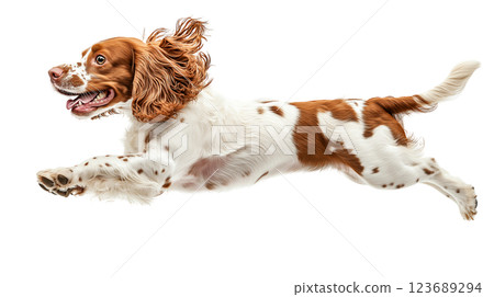 A lively spaniel leaps with excitement, displaying its fur and playfulness. This energetic dog captures the essence of movement and joy, embodying a spirited canine in action. A lively spaniel leaps with excitement, displaying its fur and playfulness. This energetic dog captures the essence of movement and joy, embodying a spirited canine in action. 123689294