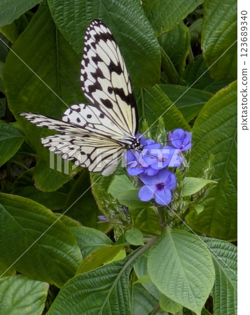 Swallowtail butterfly resting on a purple flower 123689340