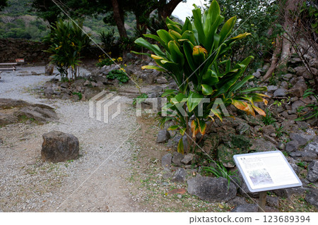Okinawa Prefecture Nakijin Castle Ruins and Old Road 123689394