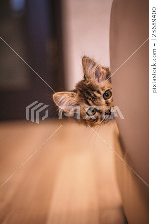 Tabby Kitten with Sad Eyes looking at the camera from behind the couch. Tabby Kitten with Sad Eyes looking at the camera from behind the couch. 123689400