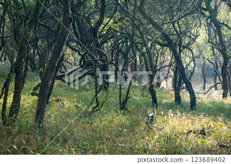Shrub Forest [Hachibuse Highlands Skyline] 123689402
