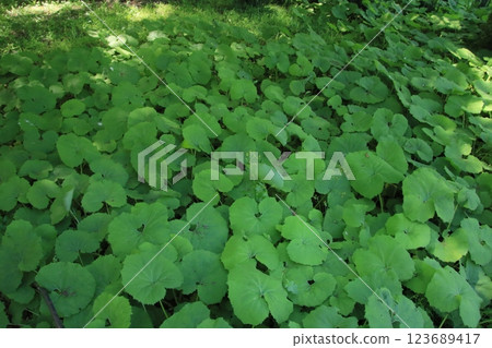Spring scenery of butterbur leaves growing in clusters in a rural area 123689417