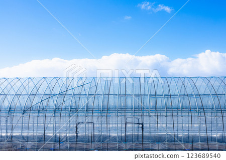 Winter blue sky and clouds and agricultural vinyl greenhouses 123689540