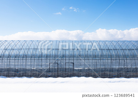 Winter blue sky and clouds and agricultural vinyl greenhouses 123689541