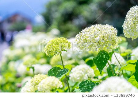 【神奈川縣】純白的安娜貝爾花綻放出耀眼的光芒 【神奈川縣】純白的安娜貝爾花綻放出耀眼的光芒 123689740