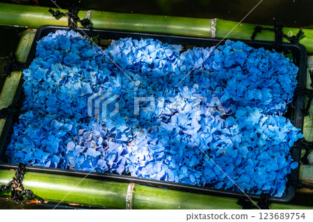 【神奈川縣】池塘裡漂浮的亮藍色繡球花 123689754