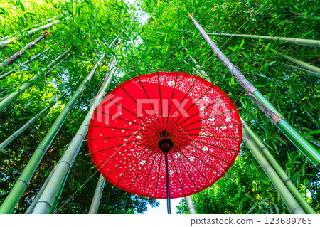 [Kanagawa Prefecture] Vibrant Japanese umbrellas stand out in the bamboo forest 123689765