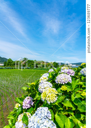 【神奈川縣】田園風光與盛開的繡球花 【神奈川縣】田園風光與盛開的繡球花 123689777