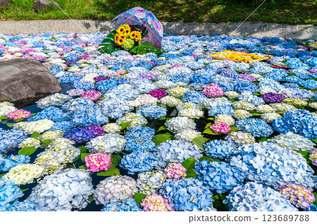 [Kanagawa Prefecture] Many hydrangeas floating on a pond 123689788