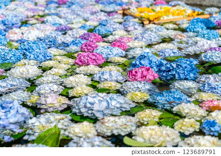 [Kanagawa Prefecture] Many hydrangeas floating on a pond 123689791