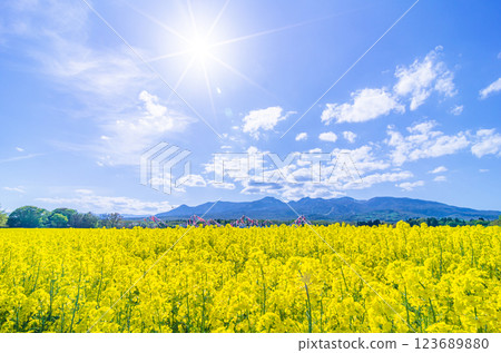 Nasu Town, Tochigi Prefecture Heartful Farm Rape flowers shining against the blue sky 123689880