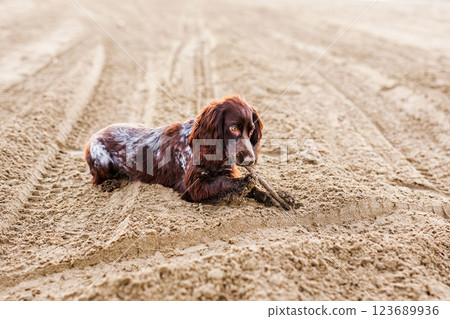 Australian Kelpie puppy outside in the yard on the green lawn Australian Kelpie puppy outside in the yard on the green lawn 123689936
