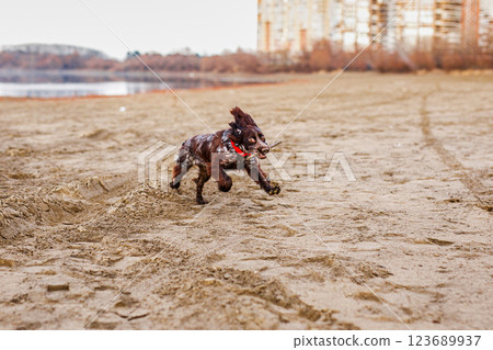 Australian Kelpie puppy outside in the yard on the green lawn 123689937