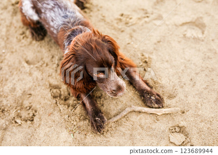 Australian Kelpie puppy outside in the yard on the green lawn 123689944