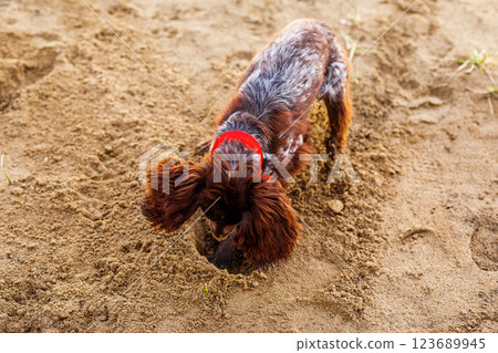 Australian Kelpie puppy outside in the yard on the green lawn 123689945
