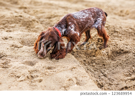 Australian Kelpie puppy outside in the yard on the green lawn 123689954