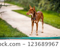 Australian Kelpie puppy outside in the yard on the green lawn 123689967