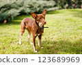 Australian Kelpie puppy outside in the yard on the green lawn 123689969