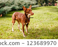 Australian Kelpie puppy outside in the yard on the green lawn 123689970