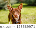 Australian Kelpie puppy outside in the yard on the green lawn 123689971