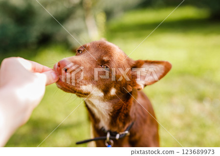 Australian Kelpie puppy outside in the yard on the green lawn Australian Kelpie puppy outside in the yard on the green lawn 123689973
