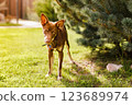 Australian Kelpie puppy outside in the yard on the green lawn 123689974