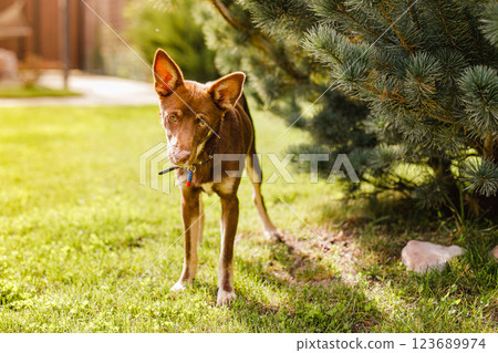 Australian Kelpie puppy outside in the yard on the green lawn Australian Kelpie puppy outside in the yard on the green lawn 123689974