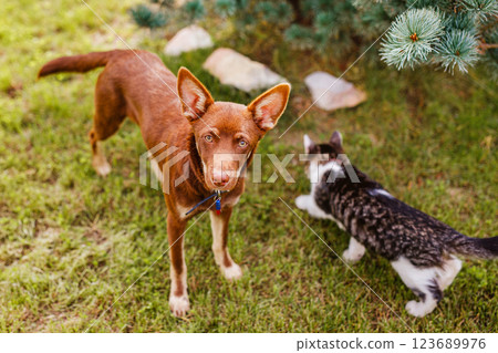 Australian Kelpie puppy outside in the yard on the green lawn Australian Kelpie puppy outside in the yard on the green lawn 123689976