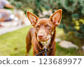 Australian Kelpie puppy outside in the yard on the green lawn 123689977