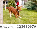 Australian Kelpie puppy outside in the yard on the green lawn 123689979