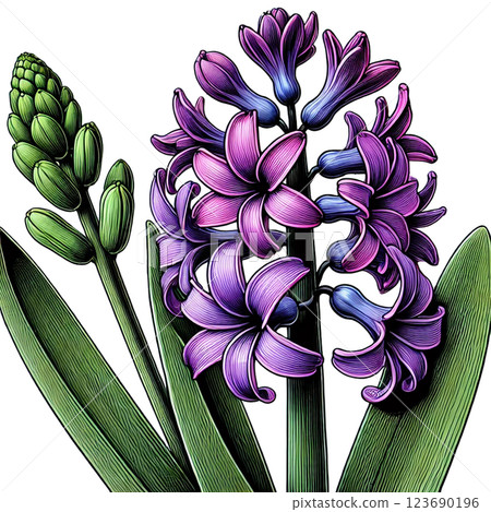 Beautiful hyacinth illustration 123690196