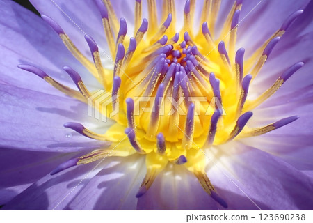 Tropical water lilies, beautiful flowers, Okinawa scenery 123690238