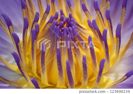 Tropical water lilies, beautiful flowers, Okinawa scenery Tropical water lilies, beautiful flowers, Okinawa scenery 123690239