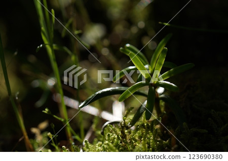Tottori Four Seasons Walk Spring Flowers Weeds 123690380