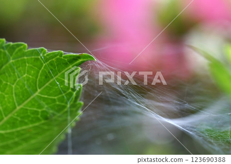 Tottori Four Seasons Walk Spring Flowers Weeds Tottori Four Seasons Walk Spring Flowers Weeds 123690388