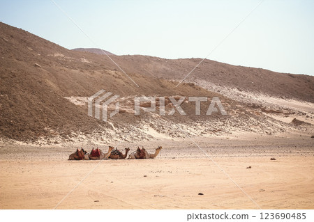 caravan of camels in rocky desert of Egypt Dahab South Sinai caravan of camels in rocky desert of Egypt Dahab South Sinai 123690485