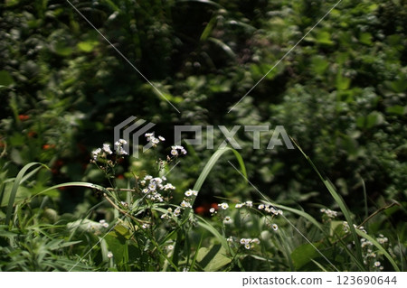 鳥取縣四季散步 夏季寄瀨運動公園 123690644